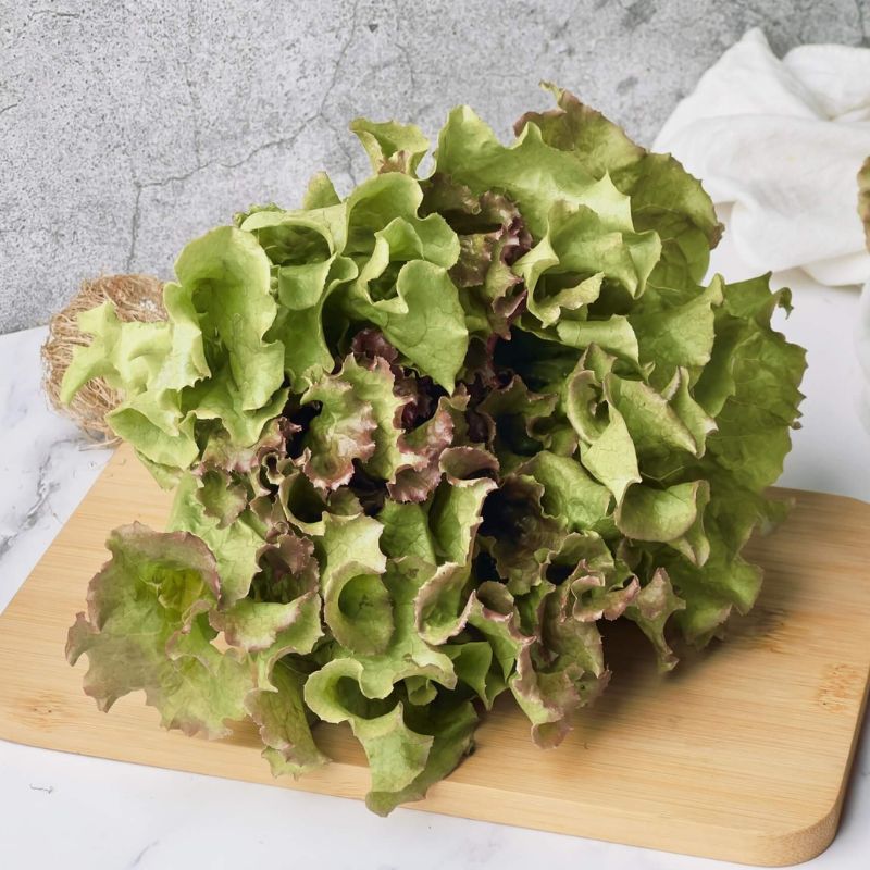 【綠十商行】紅皺葉萵苣400g