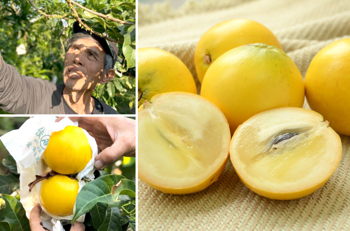 不一樣鱷魚黃金果(大果)(6顆裝)_台灣好農-常溫免運