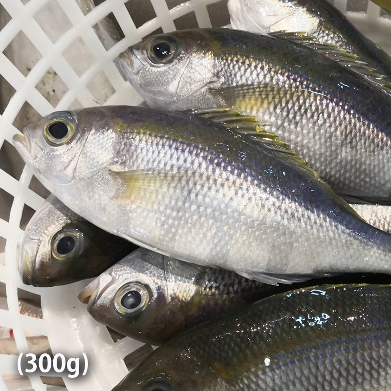 【魚寶貝】南方澳野生青雞魚300g