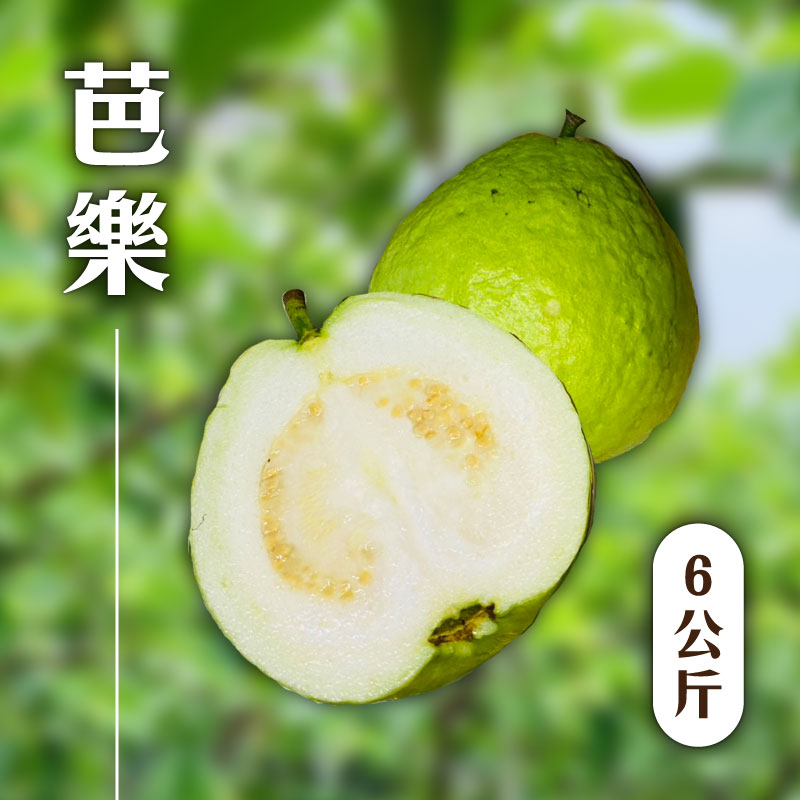 食菓子 芭樂6公斤