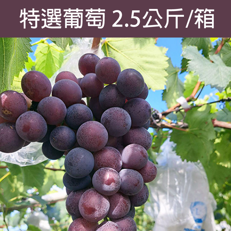 松原農庄 特選葡萄 2.5公斤/箱