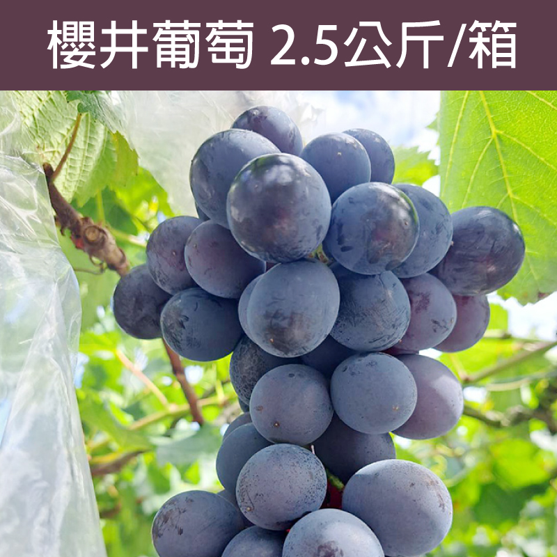 松原農庄 櫻井葡萄 2.5公斤/箱