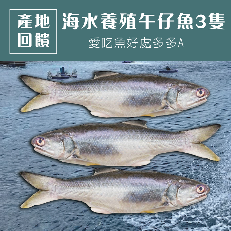 (3隻組)【台東初蝦】愛吃魚好處多多A-台東味