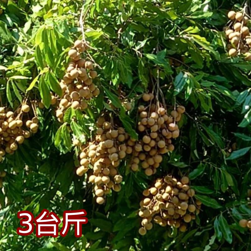 【1頂1農園】有機龍眼(3台斤)