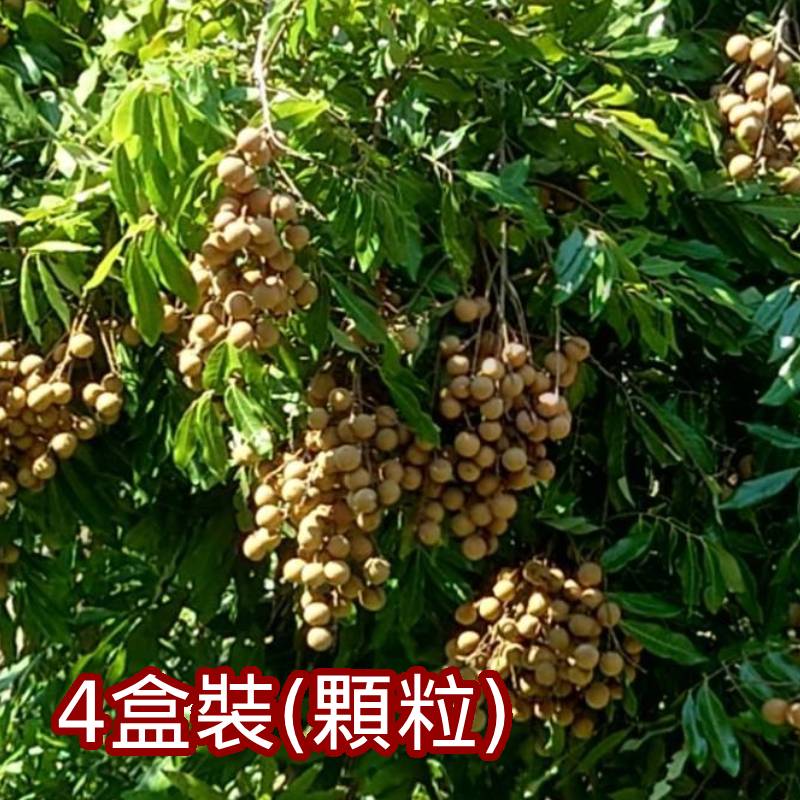 【1頂1農園】有機龍眼(顆粒)(650g/盒)x4