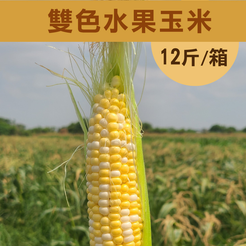 【遇米甜】產銷履歷-雙色(黃白)水果玉米 (12斤/箱)~夏季蔬果節