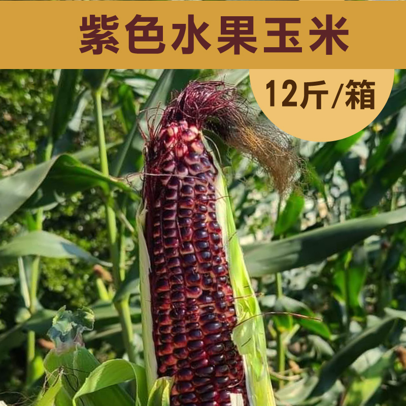 【遇米甜】產銷履歷-紫色水果玉米 (12斤/箱)~夏季蔬果節