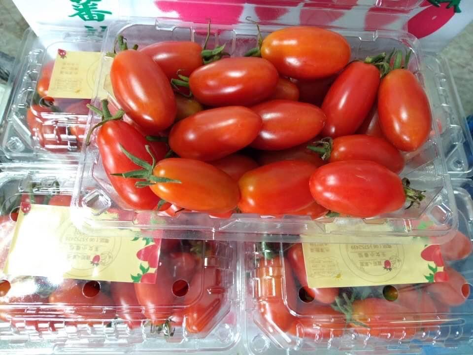 寶哥ㄟ果園 玉女番茄1斤*3盒