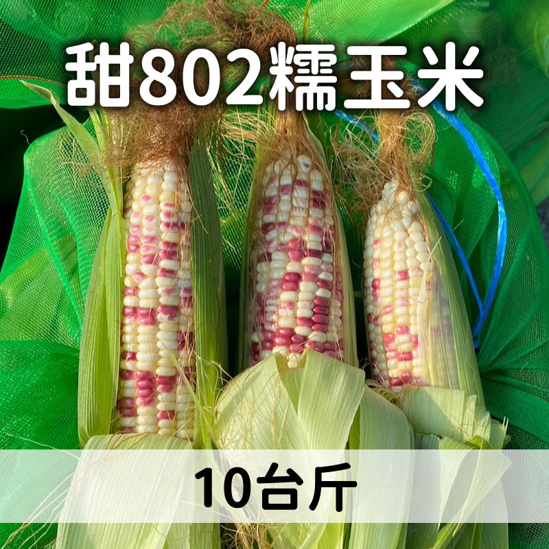 坤佑農產行 白Q甜802糯玉米10台斤