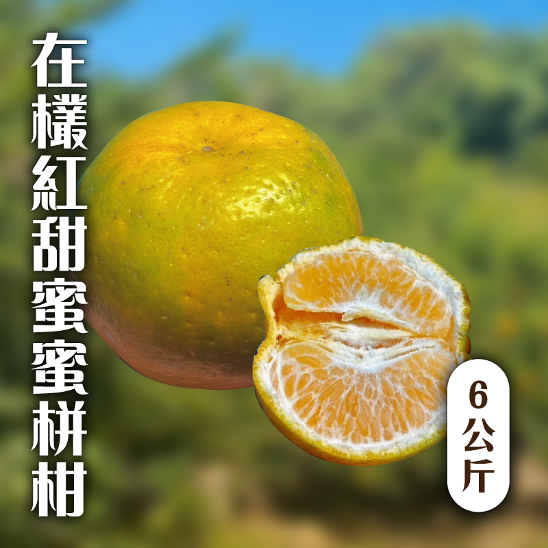 食菓子 栟柑大果25A 6公斤-甜柑蜜_食菓子