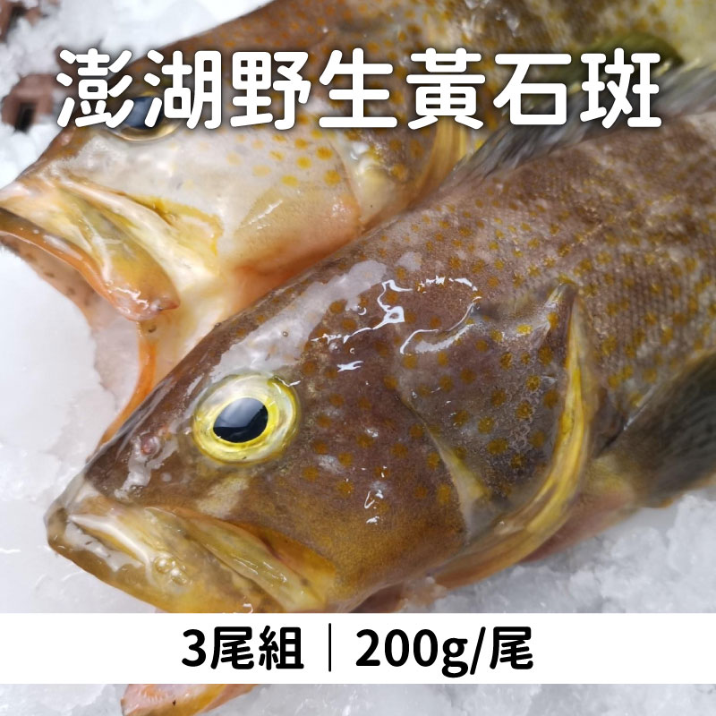(3尾組)【洄家吃魚】澎湖野生黃石斑200g/尾