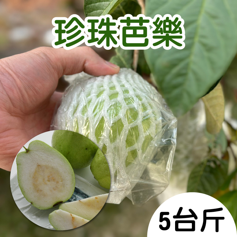 【明豐果品】珍珠芭樂(5台斤/箱)