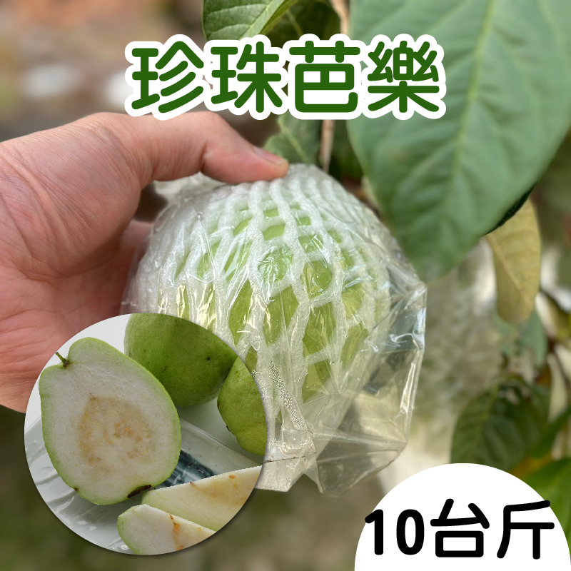 【明豐果品】珍珠芭樂(10台斤/箱)