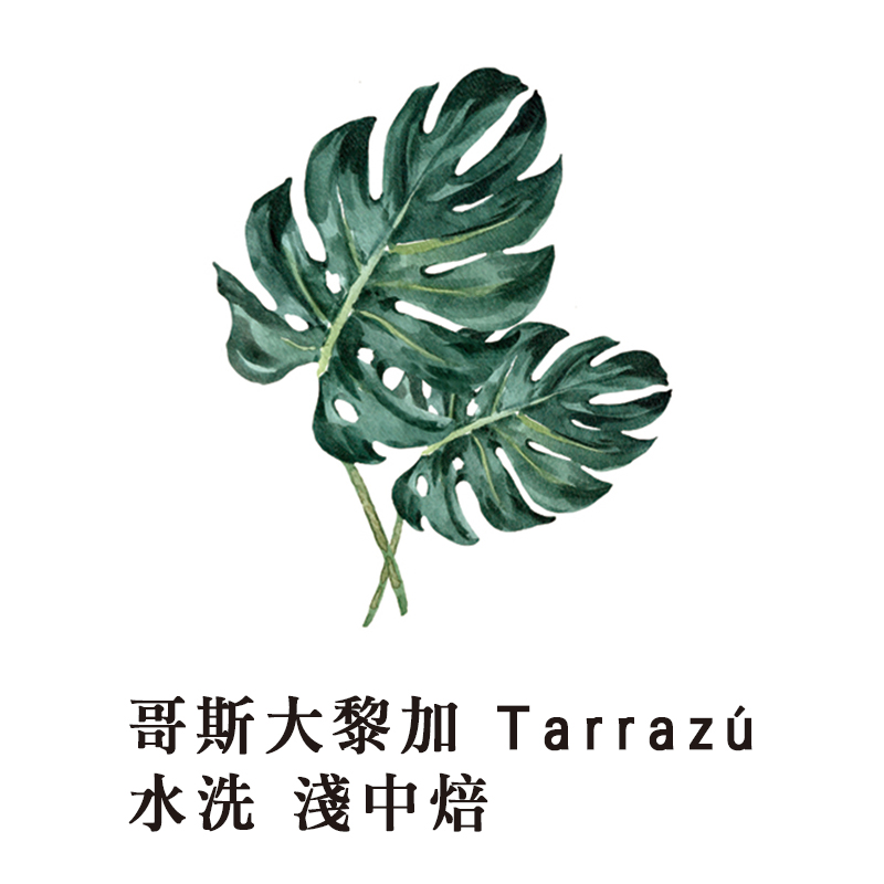 INCOSDA穎可達咖啡 季節咖啡(哥斯大黎加 Tarrazú 水洗 淺中焙 1/2磅+衣索比亞 G1 耶加雪菲 水洗 淺焙 1/2磅)