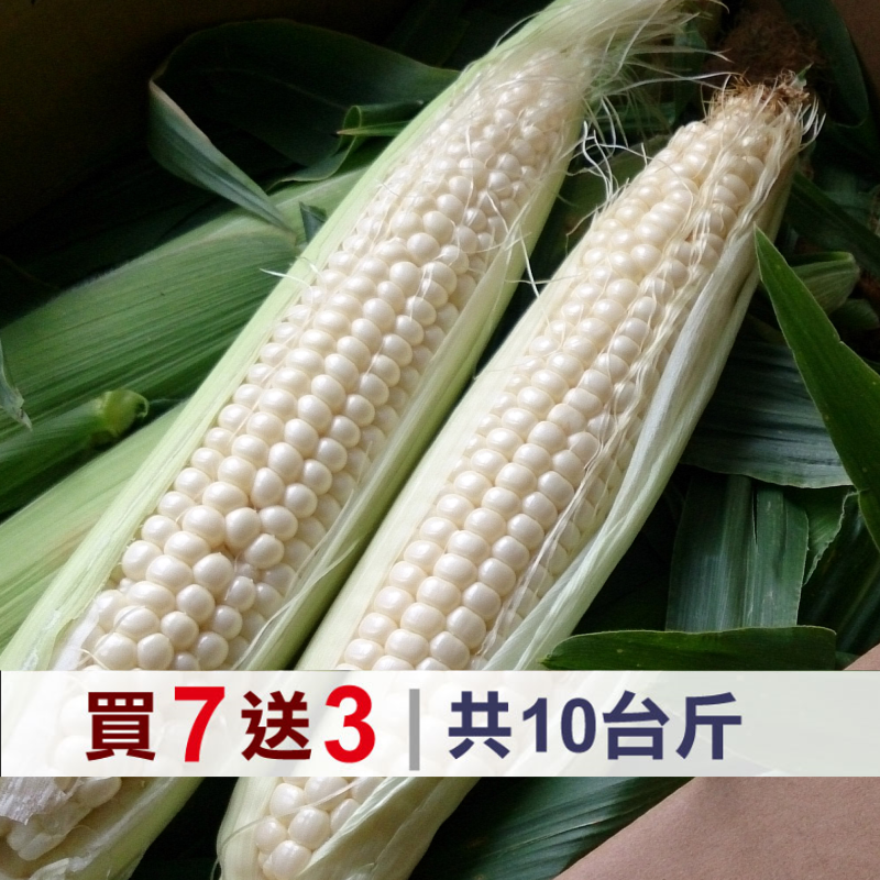 (買7送3)北海道爆漿水果玉米10台斤-產地出貨~夏季蔬果節
