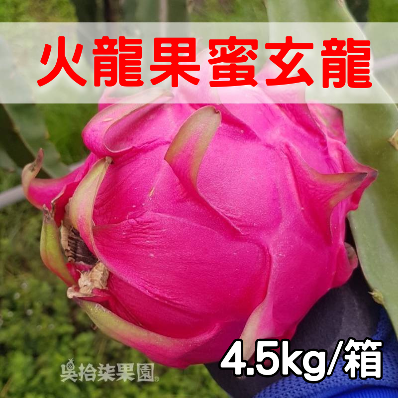 【吳拾柒果園】紅龍果(蜜玄龍)(4.5kg/箱)