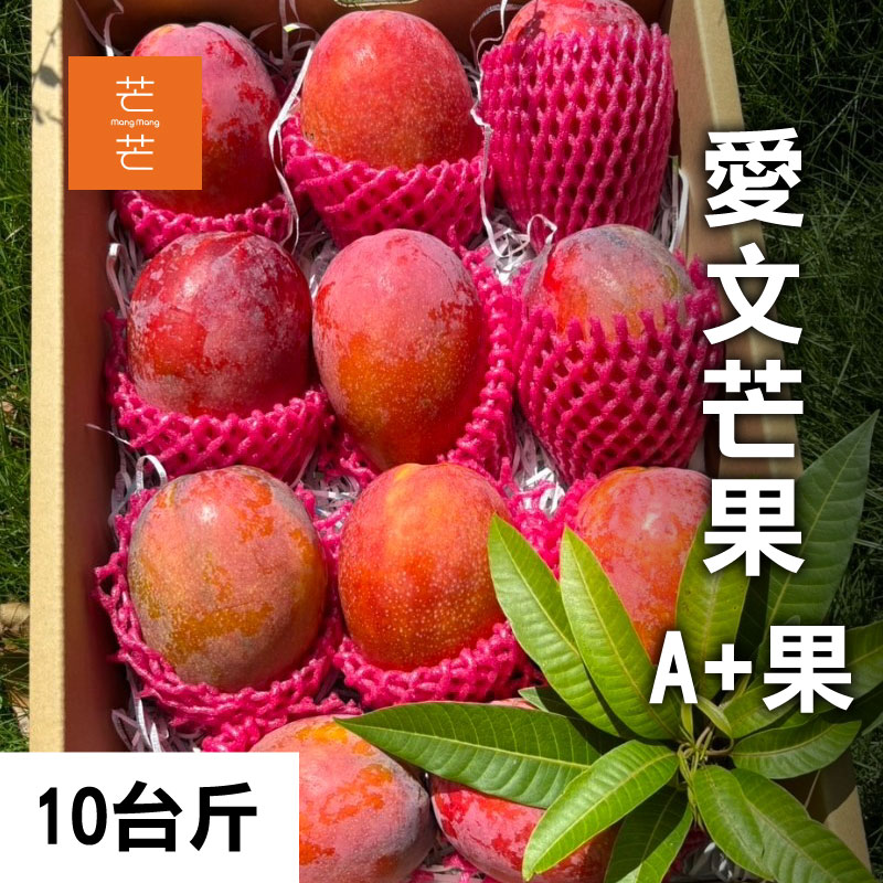 芒芒 愛文芒果A+果 10台斤