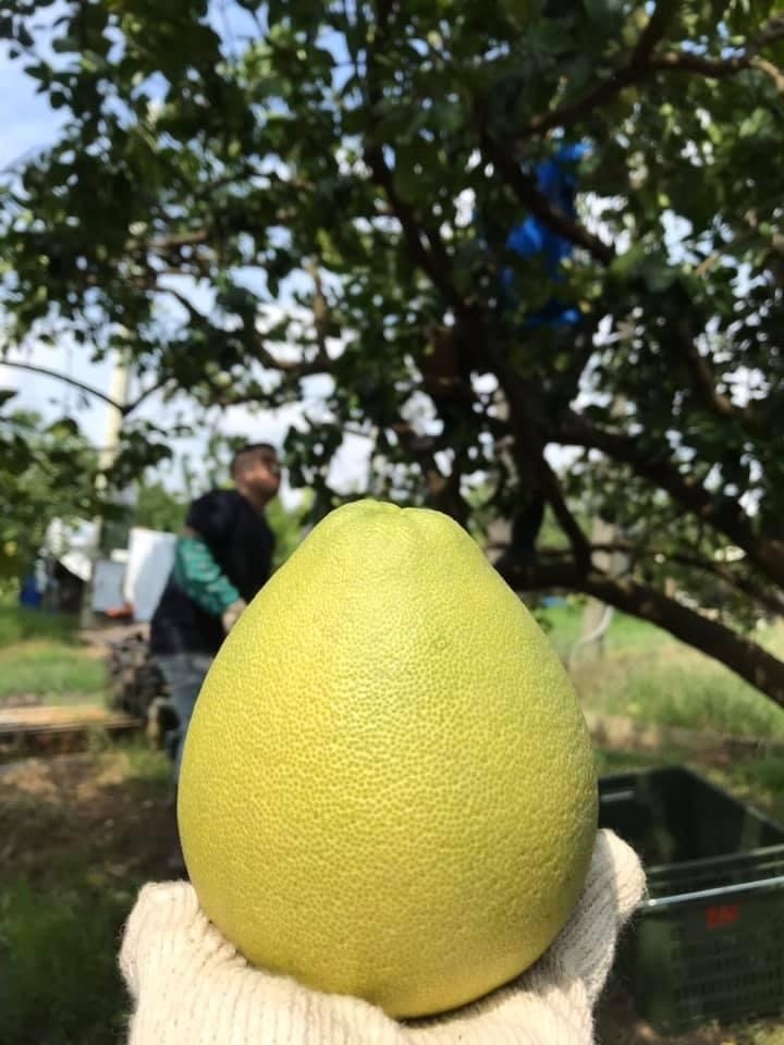 麻豆火獅文旦果寶文旦10斤(8-10顆)_麻豆火獅文旦果園