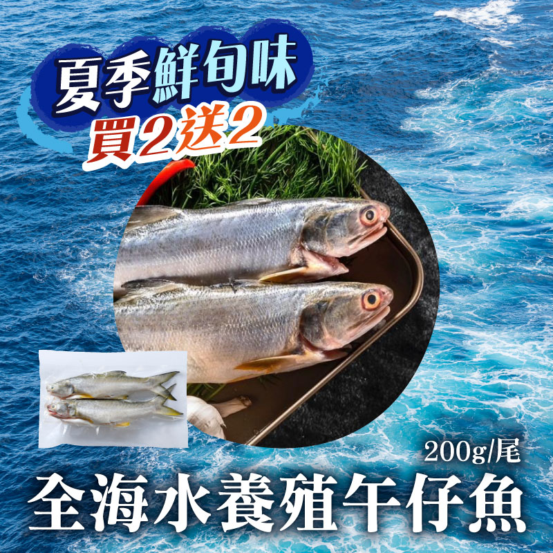 (買2送2)【鯤島隊長】全海水養殖午仔魚400g/包*2(送全海水養殖午仔魚*2尾)~海鮮季