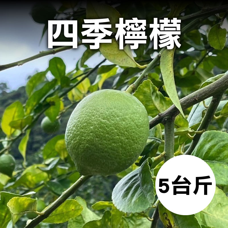 【明昇果園】四季檸檬(5台斤/箱)