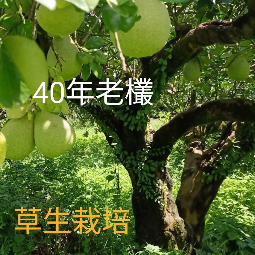 【果子山果園】老欉文旦(10台斤)