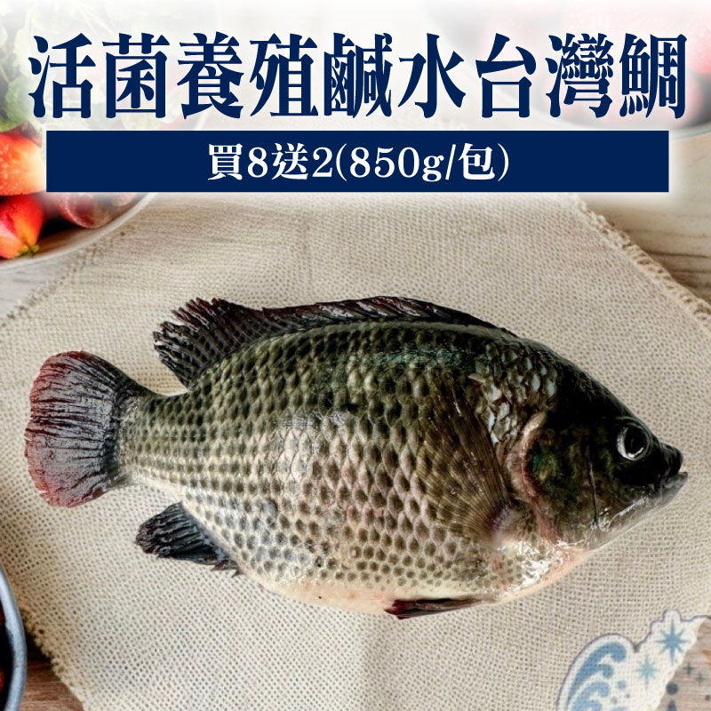 大團購(買8尾送2尾)【南洋魚販所】活菌養殖鹹水台灣鯛(850g/包)