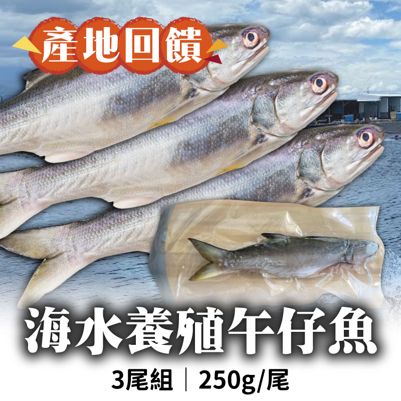 (3尾組)【台東初蝦】海水養殖鮮午仔魚250g/尾