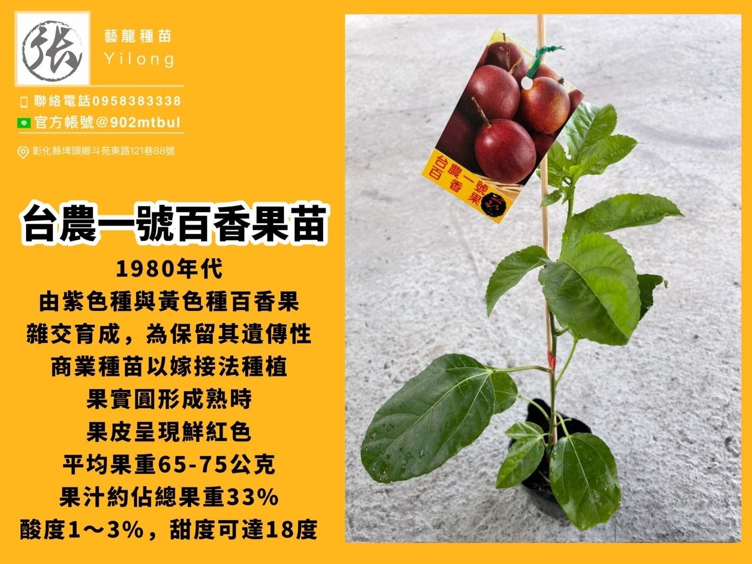 藝龍種苗 台農一號百香果嫁接苗