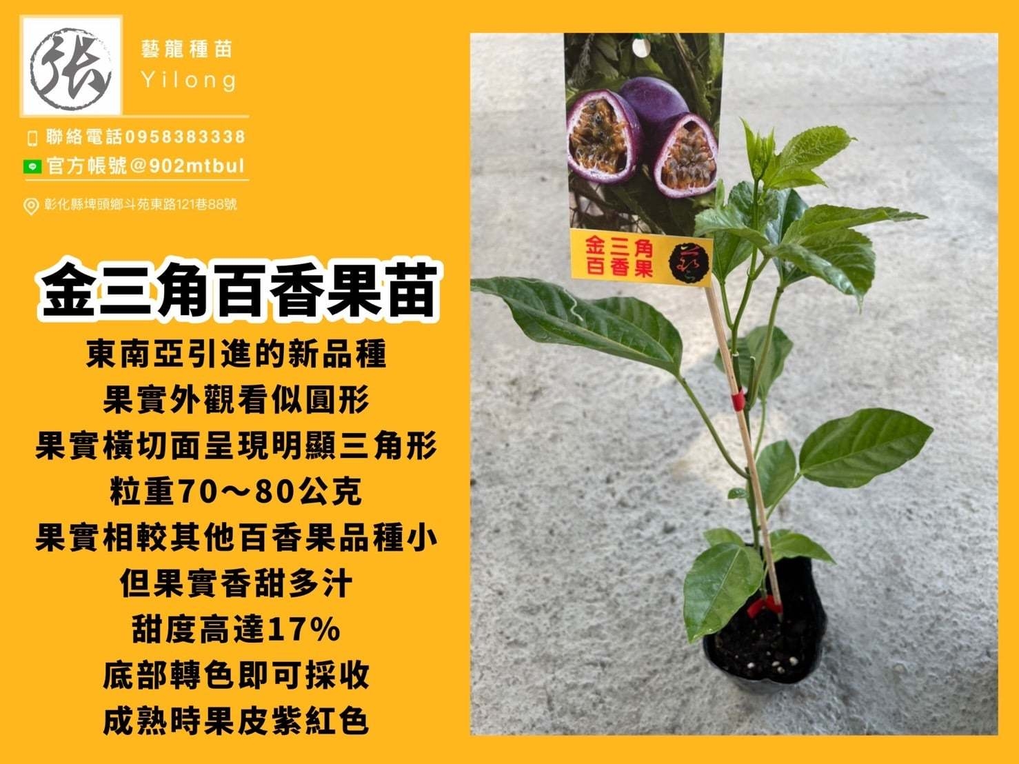 藝龍種苗 金三角百香果嫁接苗