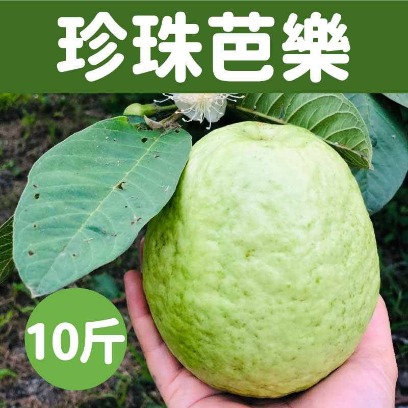 【搞剛農夫】產銷履歷 珍珠芭樂10斤裝