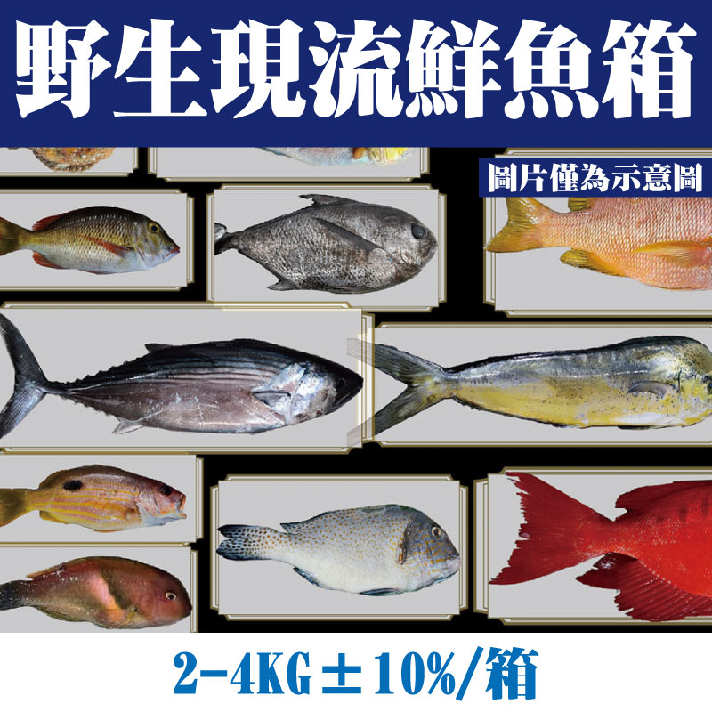 【台東漁人】野生現流鮮魚箱(2-4KG±10%/箱)