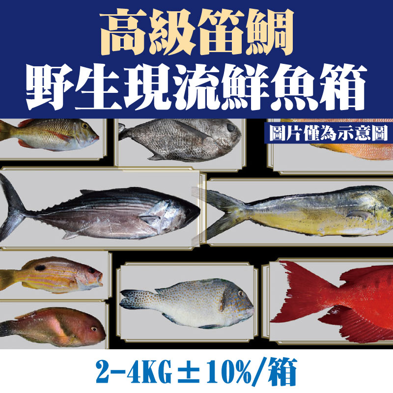 【台東漁人】高級笛鯛野生現流鮮魚箱(2-4KG±10%/箱)