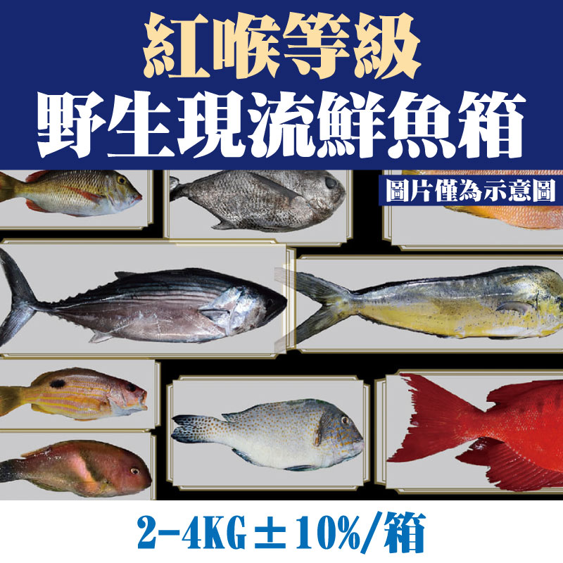 【台東漁人】紅喉等級野生現流鮮魚箱(2-4KG±10%/箱)