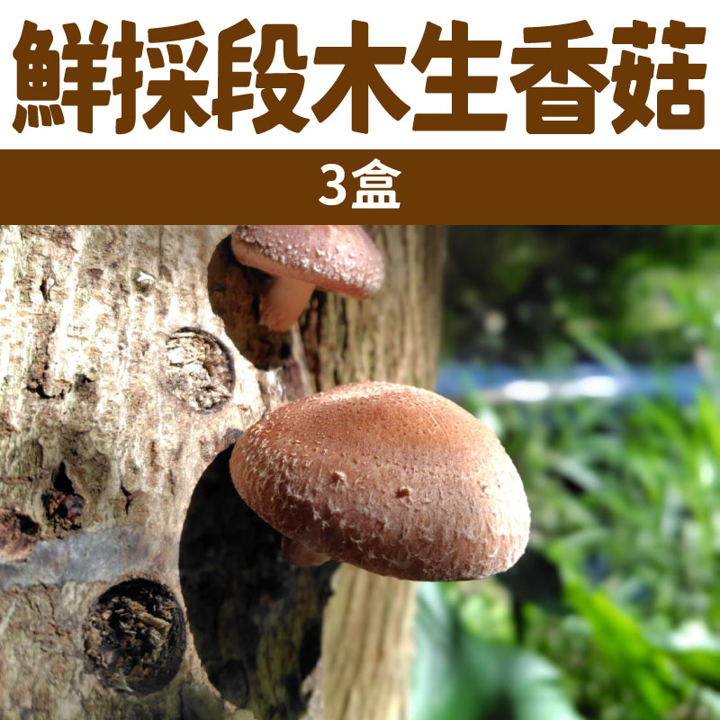 【010青樺園】（3盒）鮮採段木生香菇（盒/120g±5g）