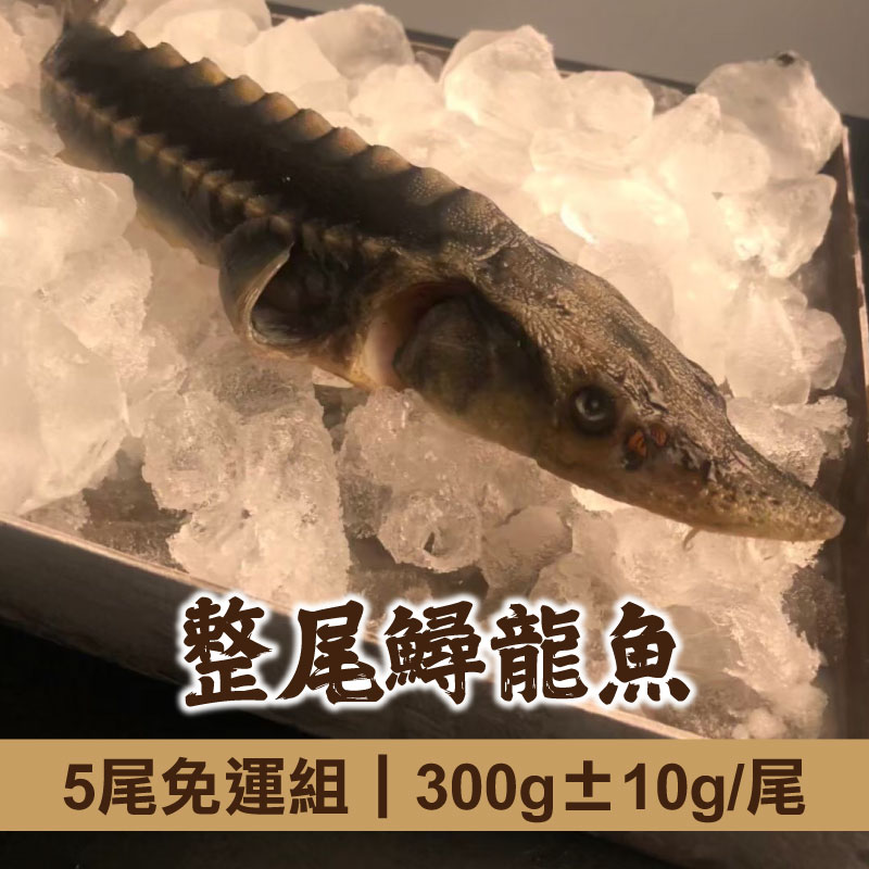 (5尾免運組)【慢食優鮮】整尾鱘龍魚(300g±10g/尾)