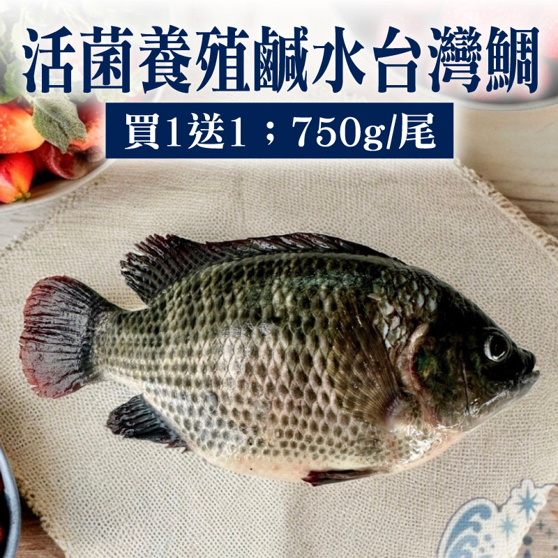 (買一送一)【南洋魚販售所】活菌養殖鹹水台灣鯛(750g/尾)