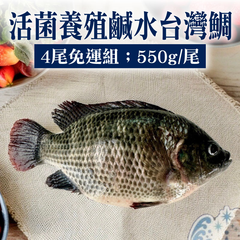 (4尾免運組)【南洋魚販售所】活菌養殖鹹水台灣鯛(550g/尾)