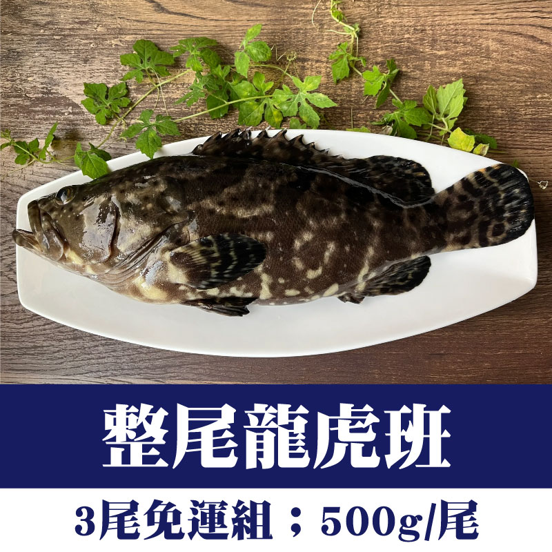 (3尾免運組)【鑾鑫水產】整尾龍虎班(500g/尾)