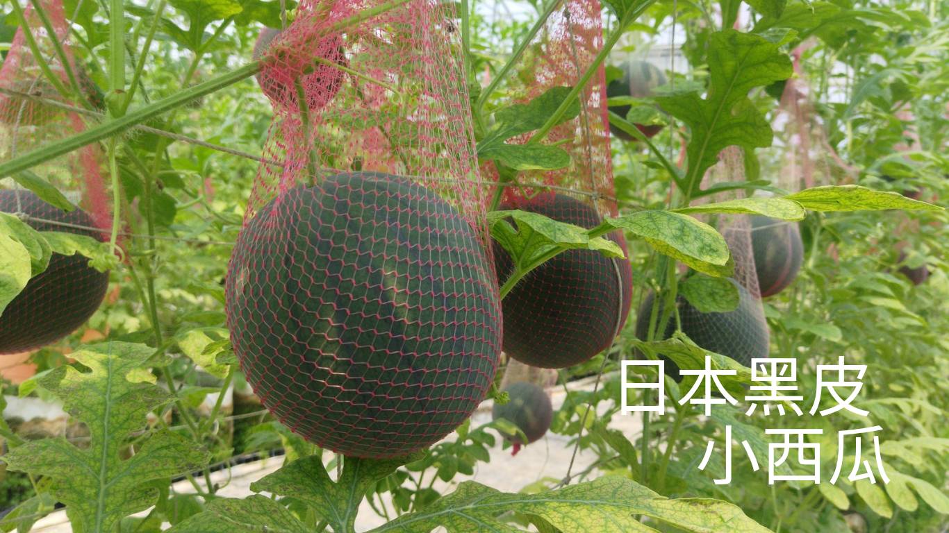 旋轉木馬蔬果農場 日本黑皮西瓜10斤裝禮盒（6-8顆）