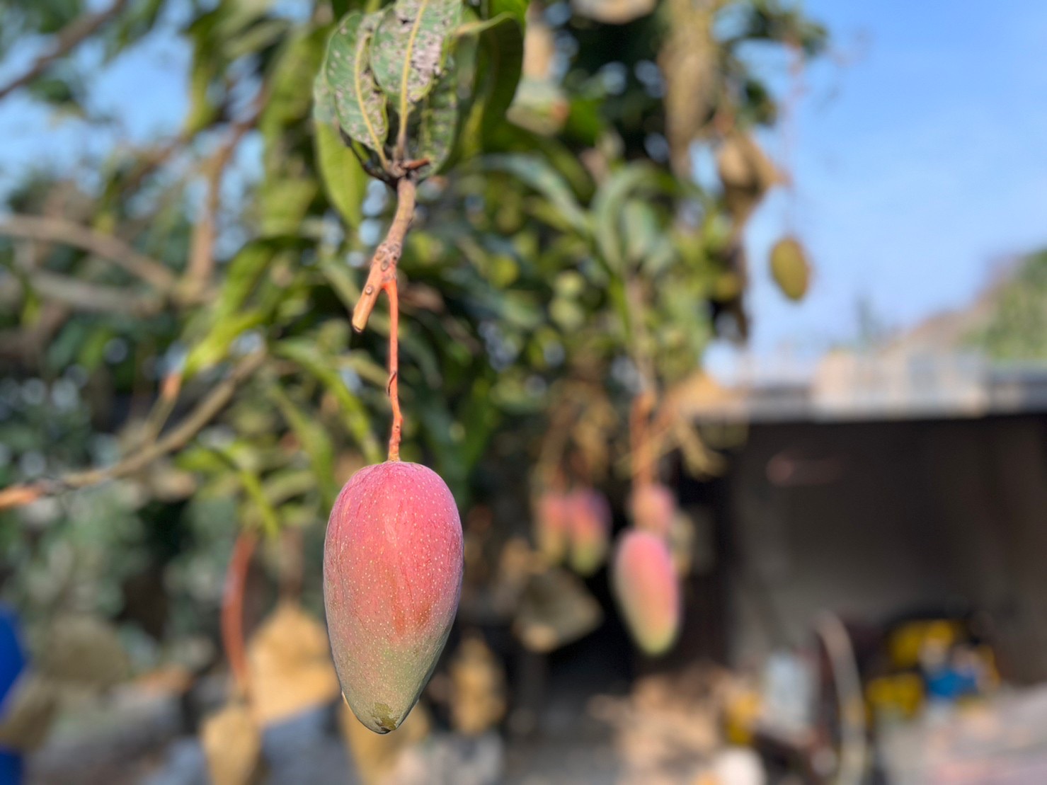 葉老爹果園 玉文芒果5斤/箱