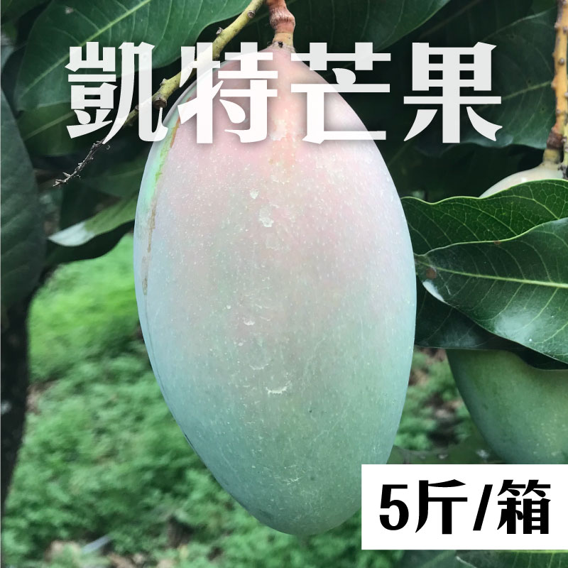 【葉老爹果園】凱特芒果5斤*1箱