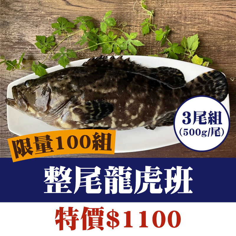 限量100組 (3尾含運)【鑾鑫水產】整尾龍虎班(500g/尾)