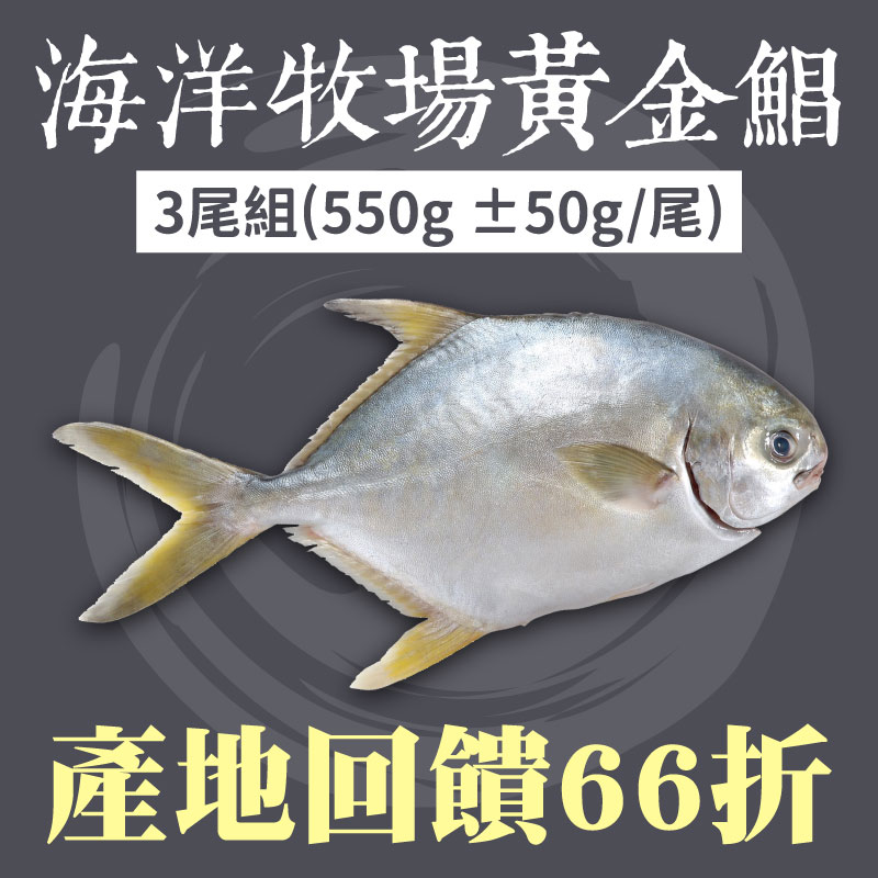 產地回饋 66折 (3尾組)【斑鱻】產銷朔源海洋黃金鯧魚(550g ±50g/尾)