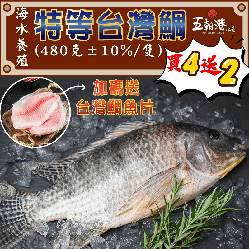 (買4送2)加碼送台灣鯛魚片【五朝港水產】特等台灣鯛  (480克±10%/隻)