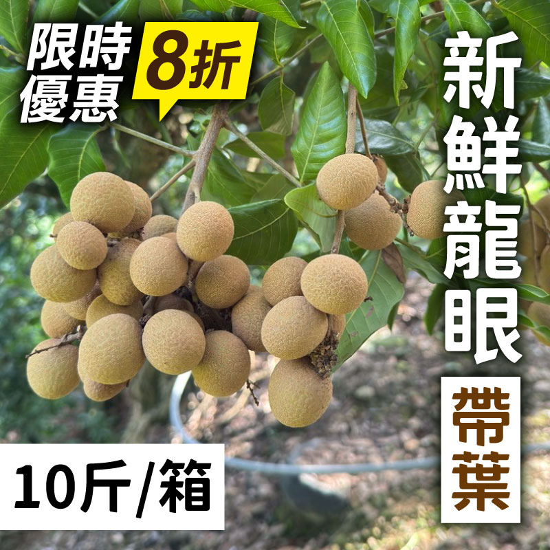 🔥8折優惠熱賣中🔥【香幸農莊】新鮮龍眼（帶葉）(10斤/箱)±5%